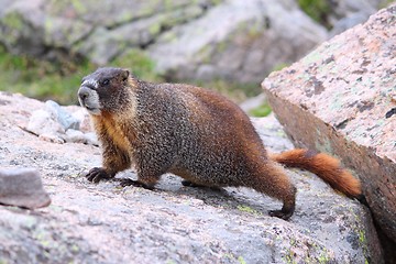 Image showing Yellow-bellied marmot