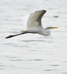 Image showing Great White Egret