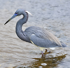 Image showing Tricolored Heron