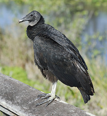 Image showing Black Vulture 