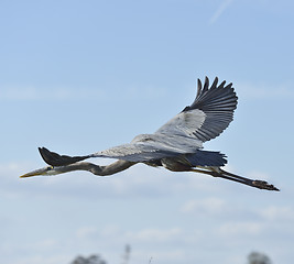 Image showing Great Blue Heron