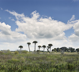 Image showing Florida Wetlands