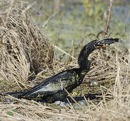 Image showing Anhinga Downing A Fish