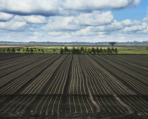 Image showing Freshly Sown Fields 