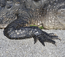 Image showing Alligator Claw