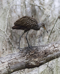 Image showing Limpkin Bird