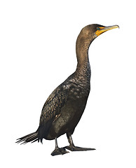 Image showing Double-crested Cormorant 