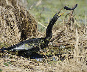 Image showing Anhinga Downing A Fish