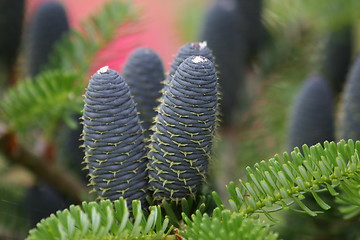 Image showing Abies koreana 16.06.2007