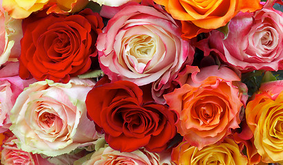 Image showing Roses Background