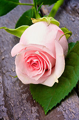 Image showing Pink Rose