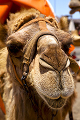 Image showing sky timanfaya spain africa front brown dromedary bite in the vol