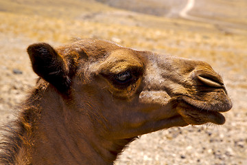 Image showing timanfaya spain africa puppy brown dromedary bite  