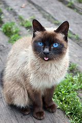 Image showing 	rural cat