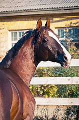 Image showing Portrait bay horse in the paddock