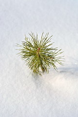 Image showing Escape pine