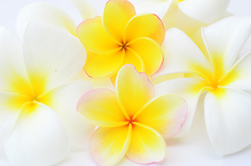 Image showing frangipani flowers