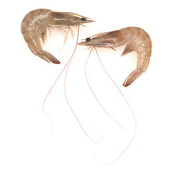 Image showing raw shrimps