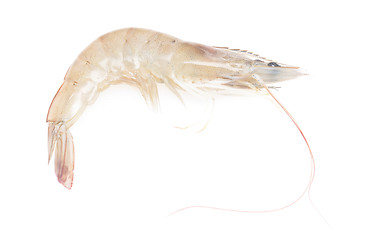 Image showing raw shrimp