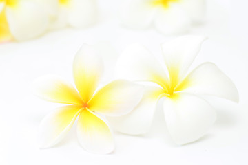 Image showing frangipani 