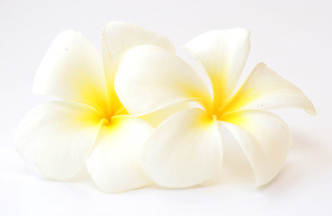 Image showing frangipani flowers