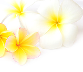 Image showing frangipani