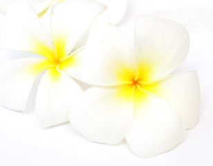 Image showing frangipani