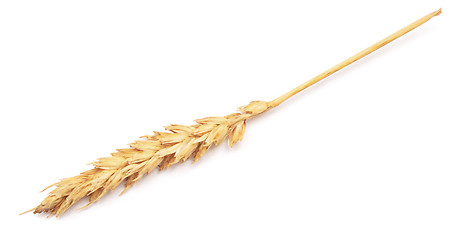 Image showing ear of wheat