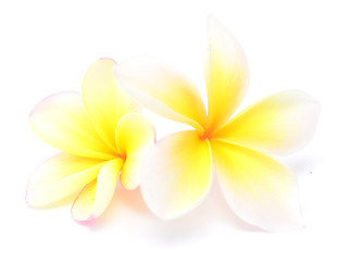 Image showing frangipani