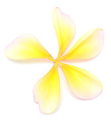 Image showing frangipani