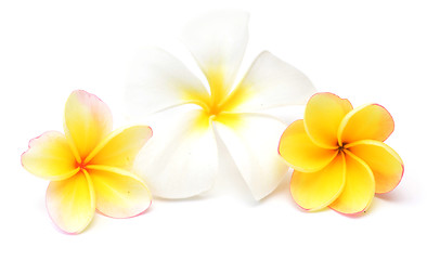 Image showing frangipani