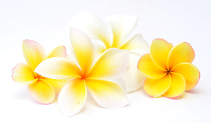 Image showing frangipani