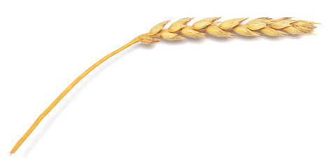 Image showing wheat