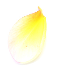 Image showing frangipani petal