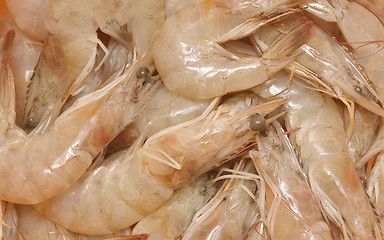 Image showing fresh shrimps