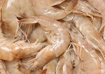 Image showing raw shrimps
