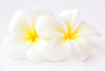 Image showing frangipani flower