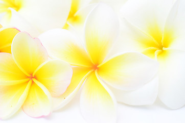 Image showing frangipani