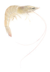 Image showing raw shrimp