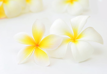 Image showing frangipani