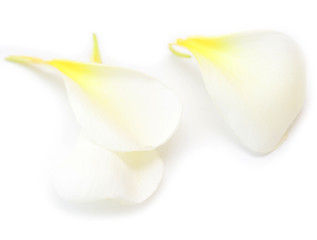 Image showing petals