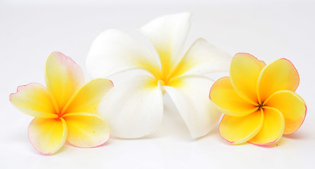 Image showing frangipani