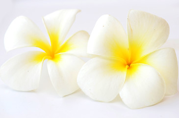 Image showing frangipani