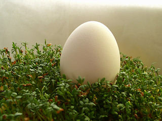 Image showing egg on cress