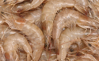 Image showing raw shrimps