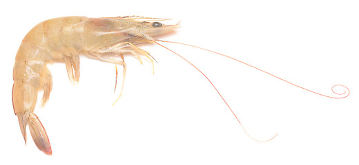 Image showing raw shrimp