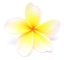 Image showing frangipani