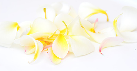 Image showing frangipani petals