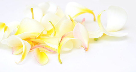 Image showing frangipani petals