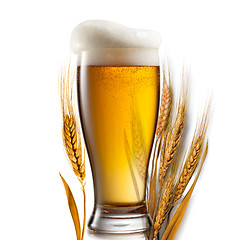 Image showing Beer in glass and wheat isolated on white background